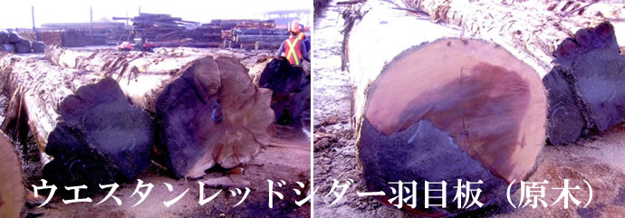 ウエスタンレッドシダー羽目板（原木）